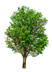 Fototapeta premium Drzewo Azadirachta Indica Neem oddzielone od tła całkowicie azadirachta