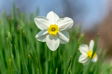 Foto op Canvas Witte narcissen bloeien in het voorjaar op een zonnige dag © Anatoliy