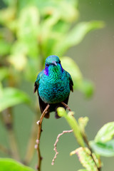 Violetear hummingbird on a branch