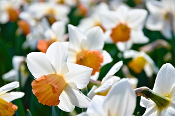 Field of white and yellow narcissus or daffodils, blossoming in springtime