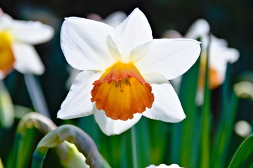 Fototapeta premium Field of white and yellow narcissus or daffodils, blossoming in springtime