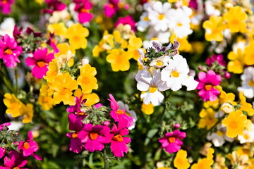 group of flowers, multi colored tulips in full bloom in a botanical garden in spring