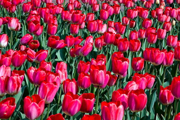 group of flowers, pink and red tulips in full bloom in a botanical garden in spring