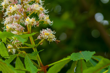 The bee flying toward the flower