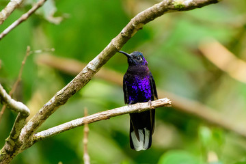Violet Sabrewing resting