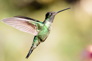 Fototapeta na wymiar Hummingbirds in flight