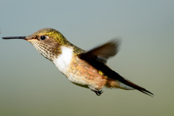 Volcano hummingbird in flight