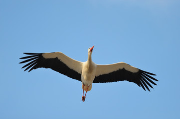 Flying White Stork (Ciconia ciconia), Germany, Europe