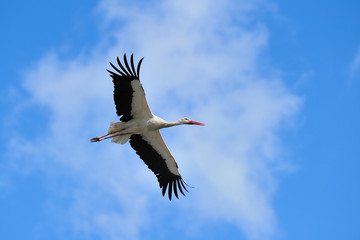 Flying White Stork (Ciconia ciconia), Germany, Europe