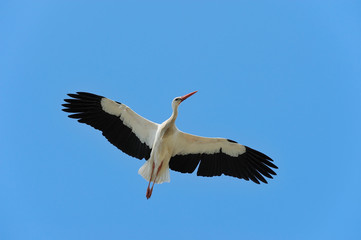 Flying White Stork (Ciconia ciconia), Germany, Europe