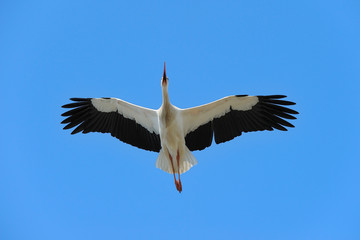 Flying White Stork (Ciconia ciconia), Germany, Europe