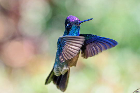 Magnificent hummingbird in flight