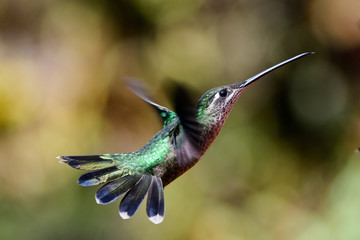 Fototapeta na wymiar Rufous tailed hummingbird in flight