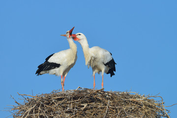 White storks (Ciconia ciconia) on nest, Germany, Europe
