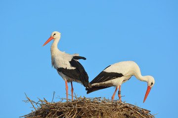 White storks (Ciconia ciconia) on nest, Germany, Europe