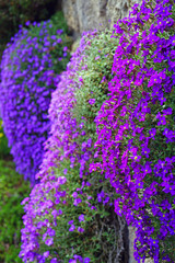 Obraz premium Flowers of purple rock cress (Aubrieta deltoidea) growing on a rock