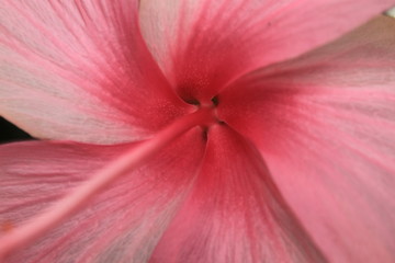 Obraz na płótnie Canvas macro photography Pink hibiscus background