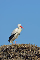 White stork