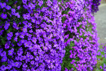 Fototapeta premium Flowers of purple rock cress (Aubrieta deltoidea) growing on a rock