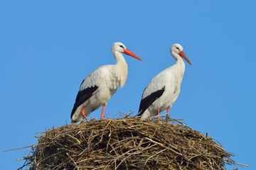 White storks (Ciconia ciconia) on nest, Germany, Europe