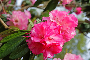 Pink rhododendron flowers growing on a shrub in the spring