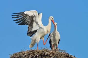 White storks (Ciconia ciconia) on nest, Germany, Europe