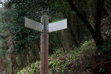 hike in collserola mountain's wood