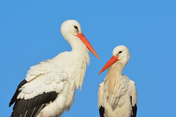 White storks