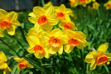 Bunches of yellow and orange narcissus daffodil flowers