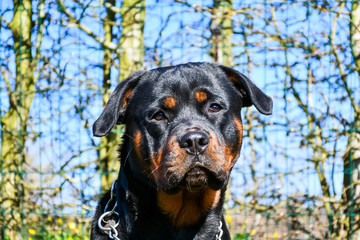 Head portrait young rottweiler with blue sky - 264591811