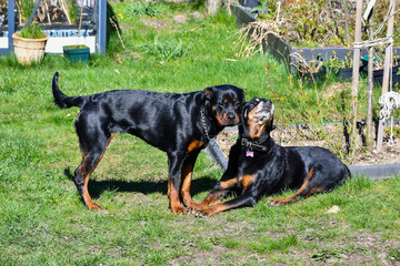 Old and young rottweiler together old dog relaxed - 264591817