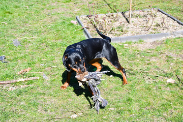 Young rottweiler playing with toy - 264591846