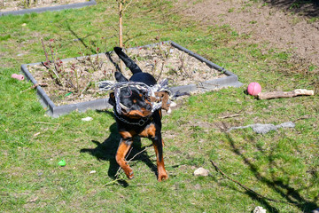 Young rottweiler shaking rope toy - 264591856