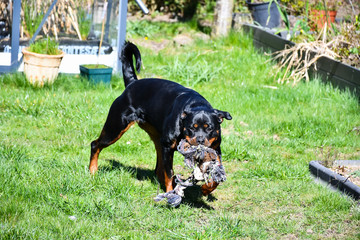 Young rottweiler with toy robe in mouth - 264591865
