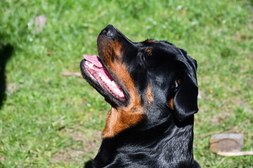 Happy rottweiler face with half open mouth - 264591874