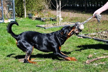 Young rottweiler pulling in toy rope - 264591882
