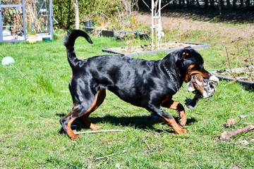 Playful rottweiler with rope toy - 264591897