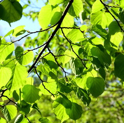 Grünes Blätterdach - Laubwald im Frühling