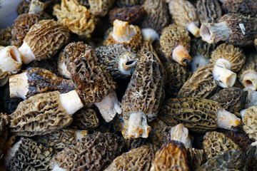 Fresh morel mushrooms at a farmers market in spring