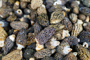 Fresh morel mushrooms at a farmers market in spring