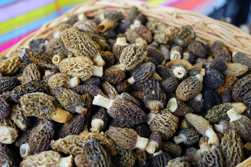 Fresh morel mushrooms at a farmers market in spring