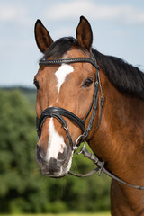 Horse brown in the pasture with reins and bridle in head portrait..