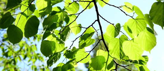 Bl&auml;tterdach - Blattaustrieb im Fr&uuml;hjahr