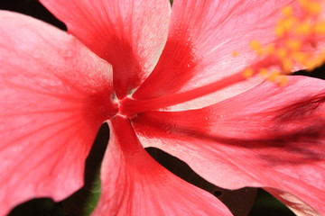 macro photography  Pink hibiscus background