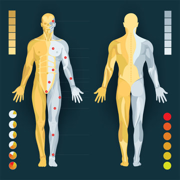 Human anatomy diagram. Human body anatomy and pain charts. Male body muscular system. Part of set.