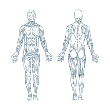 Human anatomy. Hand drawn human body anatomy. Male body muscular system sketch  drawing. Part of set. Stock Vector | Adobe Stock