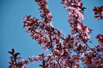 tree, spring, blossom