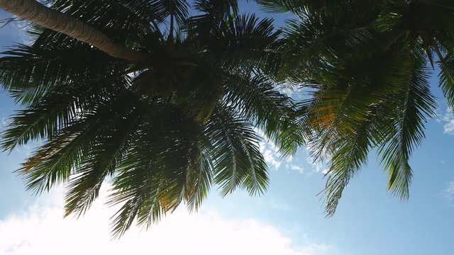 High coconut tree and the bright sunlight in the daytime.4K UHD
