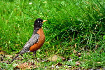 American Robin with Grassy Background