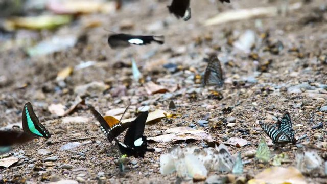 Group of butterflies puddling on the ground and flying in nature, Thailand Butterflies swarm eats minerals in Ban Krang Camp, Kaeng Krachan National Park at Thailand., Zoom out.